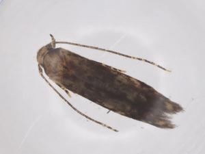  ( - CBG-A62341-G09)  @11 [ ] CreativeCommons - Attribution Share - Alike (2025) Centre for Biodiversity Genomics Centre for Biodiversity Genomics