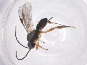  ( - CBG-A62341-H07)  @11 [ ] CreativeCommons - Attribution Share - Alike (2025) Centre for Biodiversity Genomics Centre for Biodiversity Genomics