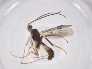  ( - CBG-A62343-C04)  @11 [ ] CreativeCommons - Attribution Share - Alike (2025) Centre for Biodiversity Genomics Centre for Biodiversity Genomics