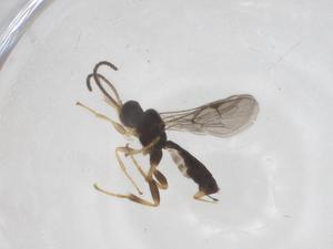  ( - CBG-A62344-D05)  @11 [ ] CreativeCommons - Attribution Share - Alike (2025) Centre for Biodiversity Genomics Centre for Biodiversity Genomics