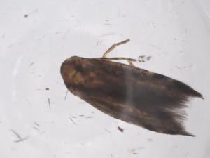  ( - CBG-A62367-A05)  @11 [ ] CreativeCommons - Attribution Share - Alike (2025) Centre for Biodiversity Genomics Centre for Biodiversity Genomics