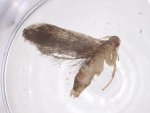  ( - CBG-A62367-H04)  @11 [ ] CreativeCommons - Attribution Share - Alike (2025) Centre for Biodiversity Genomics Centre for Biodiversity Genomics