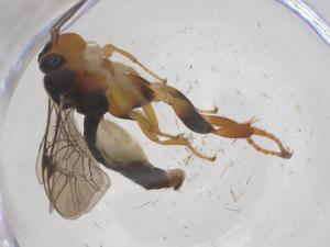  ( - CBG-A62368-E03)  @11 [ ] CreativeCommons - Attribution Share - Alike (2025) Centre for Biodiversity Genomics Centre for Biodiversity Genomics