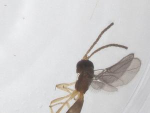  ( - CBG-A62372-A08)  @11 [ ] CreativeCommons - Attribution Share - Alike (2025) Centre for Biodiversity Genomics Centre for Biodiversity Genomics