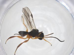  ( - CBG-A62419-H08)  @11 [ ] CreativeCommons - Attribution Share - Alike (2025) Centre for Biodiversity Genomics Centre for Biodiversity Genomics