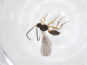  ( - CBG-A62420-G08)  @11 [ ] CreativeCommons - Attribution Share - Alike (2025) Centre for Biodiversity Genomics Centre for Biodiversity Genomics