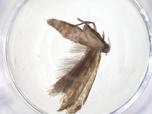  ( - CBG-A62420-H01)  @11 [ ] CreativeCommons - Attribution Share - Alike (2025) Centre for Biodiversity Genomics Centre for Biodiversity Genomics