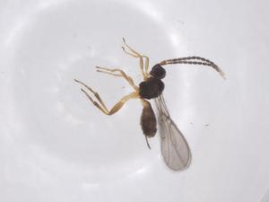  ( - CBG-A62421-B06)  @11 [ ] CreativeCommons - Attribution Share - Alike (2025) Centre for Biodiversity Genomics Centre for Biodiversity Genomics