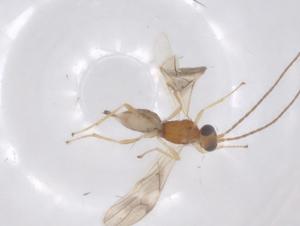  ( - CBG-A62421-E10)  @11 [ ] CreativeCommons - Attribution Share - Alike (2025) Centre for Biodiversity Genomics Centre for Biodiversity Genomics