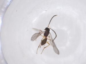  ( - CBG-A62421-F03)  @11 [ ] CreativeCommons - Attribution Share - Alike (2025) Centre for Biodiversity Genomics Centre for Biodiversity Genomics