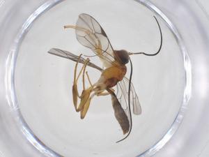  (ichneuMalaise01 Malaise1600 - CBG-A62422-F07)  @11 [ ] CreativeCommons - Attribution Share - Alike (2025) Centre for Biodiversity Genomics Centre for Biodiversity Genomics