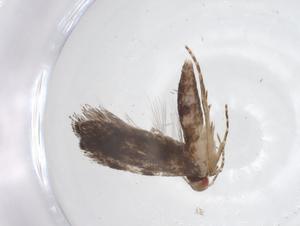  (gelMalaise01 Malaise0678 - CBG-A62423-E05)  @11 [ ] CreativeCommons - Attribution Share - Alike (2025) Centre for Biodiversity Genomics Centre for Biodiversity Genomics