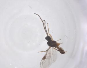  ( - CBG-A62670-A03)  @11 [ ] CreativeCommons - Attribution Share - Alike (2025) Centre for Biodiversity Genomics Centre for Biodiversity Genomics