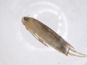  ( - CBG-A62670-E12)  @11 [ ] CreativeCommons - Attribution Share - Alike (2025) Centre for Biodiversity Genomics Centre for Biodiversity Genomics