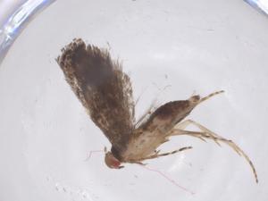  ( - CBG-A62678-F04)  @11 [ ] CreativeCommons - Attribution Share - Alike (2025) Centre for Biodiversity Genomics Centre for Biodiversity Genomics