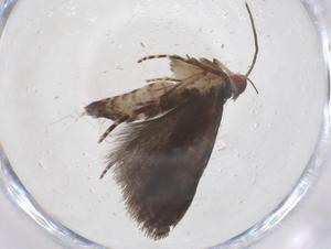  ( - CBG-A62682-C03)  @11 [ ] CreativeCommons - Attribution Share - Alike (2025) Centre for Biodiversity Genomics Centre for Biodiversity Genomics