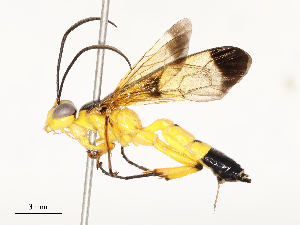  ( - CBG-A58707-G12)  @11 [ ] CreativeCommons - Attribution Share - Alike (2025) CBG Photography Group Centre for Biodiversity Genomics