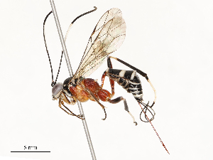  ( - CBG-A58707-H02)  @11 [ ] CreativeCommons - Attribution Share - Alike (2025) CBG Photography Group Centre for Biodiversity Genomics