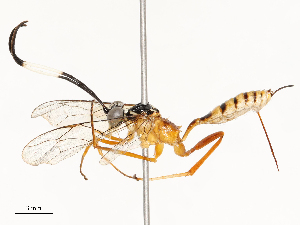  ( - CBG-A58707-H03)  @11 [ ] CreativeCommons - Attribution Share - Alike (2025) CBG Photography Group Centre for Biodiversity Genomics