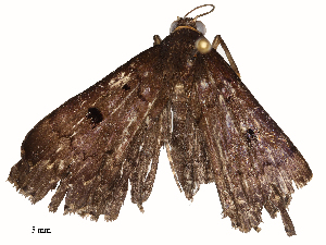  ( - CBG-A58708-A05)  @11 [ ] CreativeCommons - Attribution Share - Alike (2025) CBG Photography Group Centre for Biodiversity Genomics