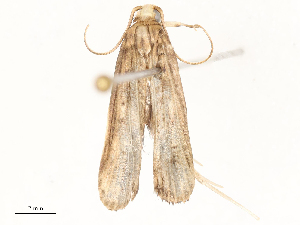  ( - CBG-A58708-D09)  @11 [ ] CreativeCommons - Attribution Share - Alike (2025) CBG Photography Group Centre for Biodiversity Genomics