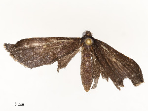  ( - CBG-A59491-A04)  @11 [ ] CreativeCommons - Attribution Share - Alike (2025) CBG Photography Group Centre for Biodiversity Genomics