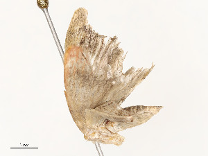  ( - CBG-A59491-A06)  @11 [ ] CreativeCommons - Attribution Share - Alike (2025) CBG Photography Group Centre for Biodiversity Genomics