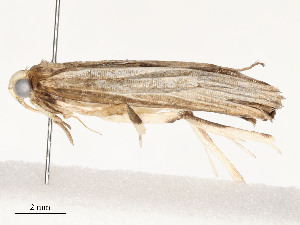  ( - CBG-A59491-A12)  @11 [ ] CreativeCommons - Attribution Share - Alike (2025) CBG Photography Group Centre for Biodiversity Genomics