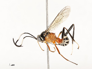  ( - CBG-A59491-D03)  @11 [ ] CreativeCommons - Attribution Share - Alike (2025) CBG Photography Group Centre for Biodiversity Genomics