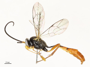  ( - CBG-A59491-E07)  @11 [ ] CreativeCommons - Attribution Share - Alike (2025) CBG Photography Group Centre for Biodiversity Genomics