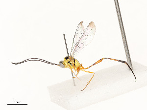  ( - CBG-A59491-E08)  @11 [ ] CreativeCommons - Attribution Share - Alike (2025) CBG Photography Group Centre for Biodiversity Genomics