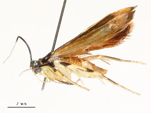  (gelMalaise01 malaise8413 - CBG-A59499-D10)  @11 [ ] CreativeCommons - Attribution Share - Alike (2025) CBG Photography Group Centre for Biodiversity Genomics