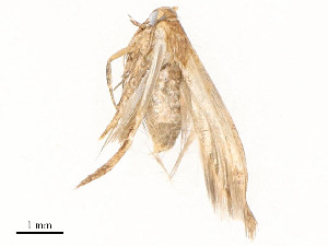 ( - CBG-A59499-D12)  @11 [ ] CreativeCommons - Attribution Share - Alike (2025) CBG Photography Group Centre for Biodiversity Genomics