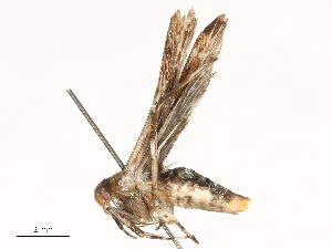  ( - CBG-A59499-E10)  @11 [ ] CreativeCommons - Attribution Share - Alike (2025) CBG Photography Group Centre for Biodiversity Genomics