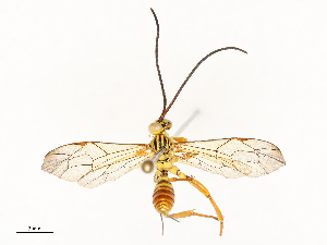  ( - CBG-A59500-A06)  @11 [ ] CreativeCommons - Attribution Share - Alike (2025) CBG Photography Group Centre for Biodiversity Genomics