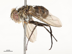  ( - CBG-A59500-D04)  @11 [ ] CreativeCommons - Attribution Share - Alike (2025) CBG Photography Group Centre for Biodiversity Genomics