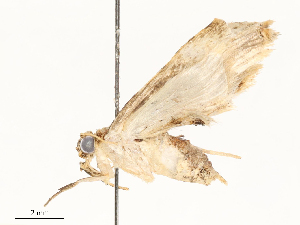  ( - CBG-A59500-E11)  @11 [ ] CreativeCommons - Attribution Share - Alike (2025) CBG Photography Group Centre for Biodiversity Genomics