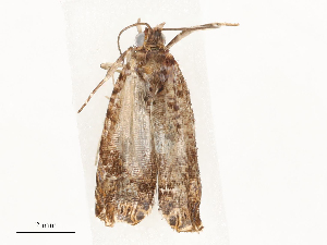  ( - CBG-A59500-G01)  @11 [ ] CreativeCommons - Attribution Share - Alike (2025) CBG Photography Group Centre for Biodiversity Genomics