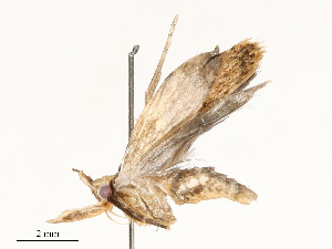  ( - CBG-A59500-G08)  @11 [ ] CreativeCommons - Attribution Share - Alike (2025) CBG Photography Group Centre for Biodiversity Genomics