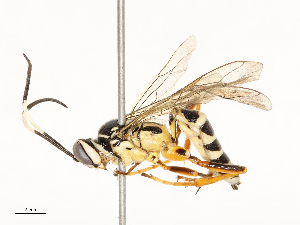  ( - CBG-A59558-E08)  @11 [ ] CreativeCommons - Attribution Share - Alike (2025) CBG Photography Group Centre for Biodiversity Genomics