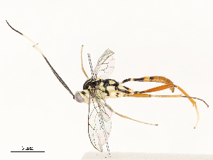  ( - CBG-A59558-G10)  @11 [ ] CreativeCommons - Attribution Share - Alike (2025) CBG Photography Group Centre for Biodiversity Genomics
