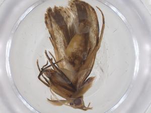  ( - CBG-A62101-D02)  @11 [ ] CreativeCommons - Attribution Share - Alike (2025) Centre for Biodiversity Genomics Centre for Biodiversity Genomics