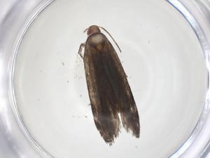  ( - CBG-A62102-H02)  @11 [ ] CreativeCommons - Attribution Share - Alike (2025) Centre for Biodiversity Genomics Centre for Biodiversity Genomics