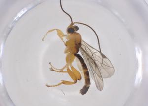  ( - CBG-A62103-B10)  @11 [ ] CreativeCommons - Attribution Share - Alike (2025) Centre for Biodiversity Genomics Centre for Biodiversity Genomics