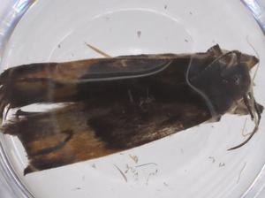  ( - CBG-A62103-E12)  @11 [ ] CreativeCommons - Attribution Share - Alike (2025) Centre for Biodiversity Genomics Centre for Biodiversity Genomics