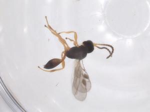  ( - CBG-A62103-H11)  @11 [ ] CreativeCommons - Attribution Share - Alike (2025) Centre for Biodiversity Genomics Centre for Biodiversity Genomics