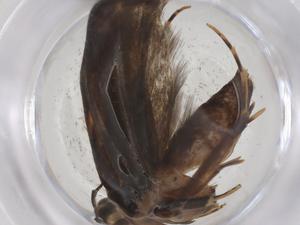  ( - CBG-A62105-B03)  @11 [ ] CreativeCommons - Attribution Share - Alike (2025) Centre for Biodiversity Genomics Centre for Biodiversity Genomics