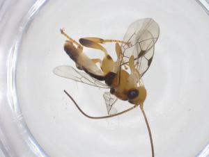  ( - CBG-A62105-F07)  @11 [ ] CreativeCommons - Attribution Share - Alike (2025) Centre for Biodiversity Genomics Centre for Biodiversity Genomics