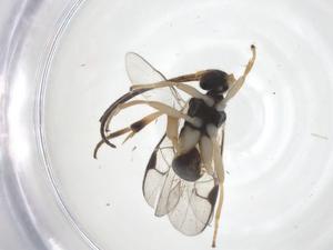  ( - CBG-A62105-H04)  @11 [ ] CreativeCommons - Attribution Share - Alike (2025) Centre for Biodiversity Genomics Centre for Biodiversity Genomics