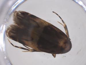  ( - CBG-A62106-G05)  @11 [ ] CreativeCommons - Attribution Share - Alike (2025) Centre for Biodiversity Genomics Centre for Biodiversity Genomics